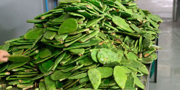 Revalorizan desechos de nopal como fertilizante para restaurar suelos: UNAM