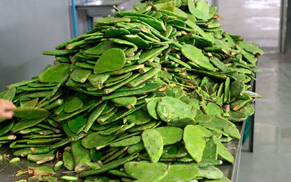 Revalorizan desechos de nopal como fertilizante para restaurar suelos: UNAM