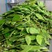 Revalorizan desechos de nopal como fertilizante para restaurar suelos: UNAM