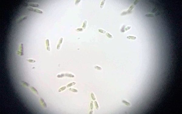 Con microalgas podrían elaborar colorantes sustentables