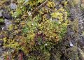 Descubrimiento de especie de planta indica que hay una región de interés evolutivo: Jaime Torres