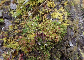 Descubrimiento de especie de planta indica que hay una región de interés evolutivo: Jaime Torres