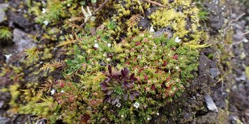 Descubrimiento de especie de planta indica que hay una región de interés evolutivo: Jaime Torres