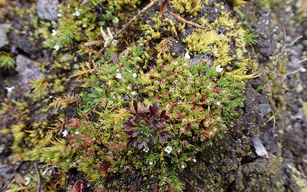 Descubrimiento de especie de planta indica que hay una región de interés evolutivo: Jaime Torres