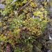 Descubrimiento de especie de planta indica que hay una región de interés evolutivo: Jaime Torres