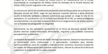 SEDIF fortalece acciones contra el maltrato animal en la entidad