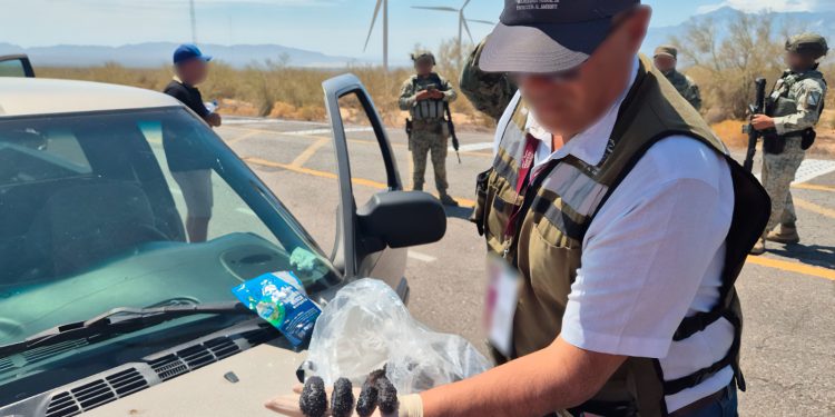 Aseguran casi tres mil ejemplares de pepino de mar en Baja California