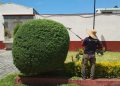 Refuerza Tonantzin Fernández acciones de servicios públicos para mejorar la imagen urbana de San Pedro Cholula