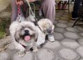 Presidente Municipal de Puebla fortalece el bienestar animal con más de 200 jornadas