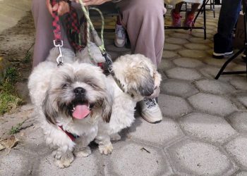 Con el liderazgo del Presidente Municipal, Puebla fortalece el bienestar animal con más de 200 jornadas de protección animal