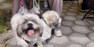 Con el liderazgo del Presidente Municipal, Puebla fortalece el bienestar animal con más de 200 jornadas de protección animal
