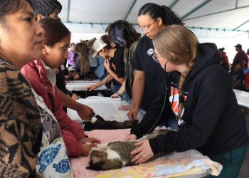 Gobierno de la Ciudad fortalece el bienestar animal con más de 18 mil esterilizaciones gratuitas en Puebla