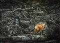 Las especies que también sufren los incendios forestales