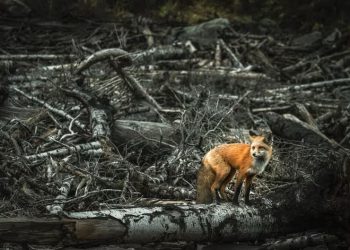 Las especies que también sufren los incendios forestales