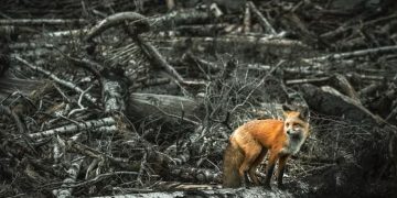 Las especies que también sufren los incendios forestales