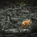 Las especies que también sufren los incendios forestales