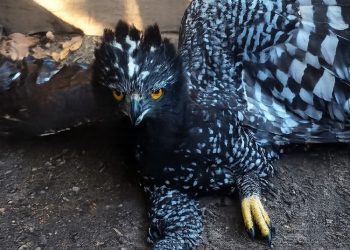 Conanp da a conocer el primer registro de Águila Tirana en la Reserva de la Biosfera Sierra Gorda