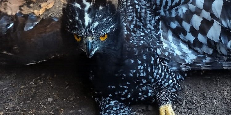 Conanp da a conocer el primer registro de Águila Tirana en la Reserva de la Biosfera Sierra Gorda