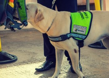 Día Mundial del Perro