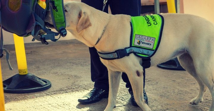 Día Mundial del Perro