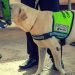 Día Mundial del Perro