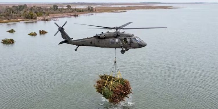 Árboles de Navidad rescatan costas 30 años después