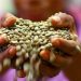 El clima y la producción concentrada disparan la volatilidad de los precios del café, el cacao y el té