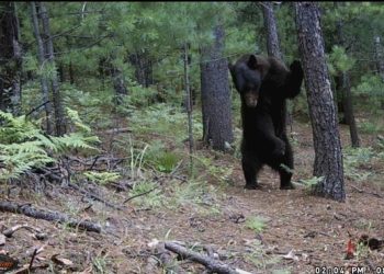 La Conanp registra imágenes sobre el comportamiento del oso negro en Chihuahua