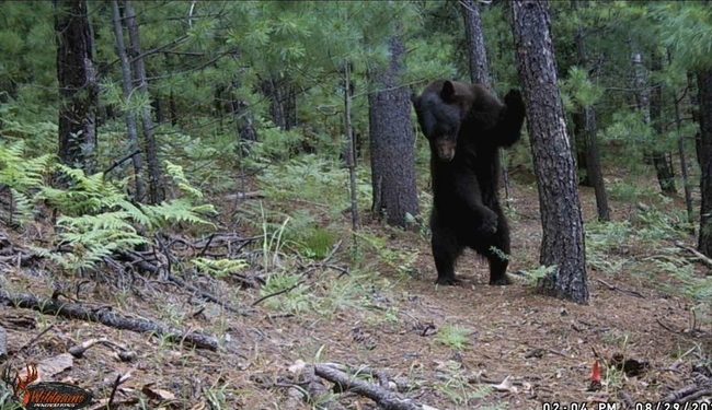 La Conanp registra imágenes sobre el comportamiento del oso negro en Chihuahua