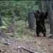 La Conanp registra imágenes sobre el comportamiento del oso negro en Chihuahua