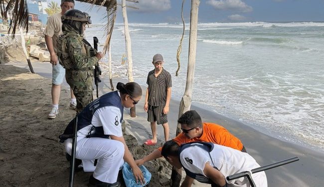 Marina Y PROFEPA resguarda Nido Con 39 huevos de tortuga marina En Lázaro Cárdenas, Michoacán