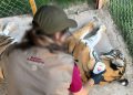 Profepa asegura precautoriamente cinco felinos en Durango