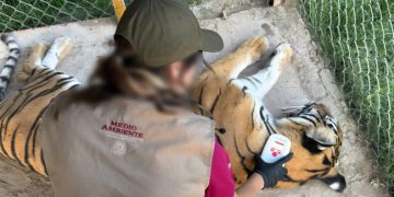 Profepa asegura precautoriamente cinco felinos en Durango