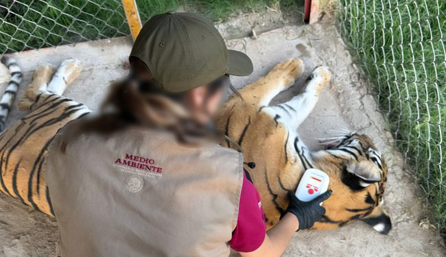 Profepa asegura precautoriamente cinco felinos en Durango