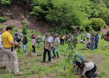 Profepa participa en jornadas de reforestación con la siembra casi 35 mil árboles