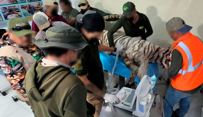 Profepa clausura establecimiento privado tras el escape de un tigre de Bengala en el Estado de México