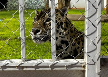 Coadyuva Profepa con FGR en cateo a domicilio con ejemplares de vida silvestre en San Luis Potosí