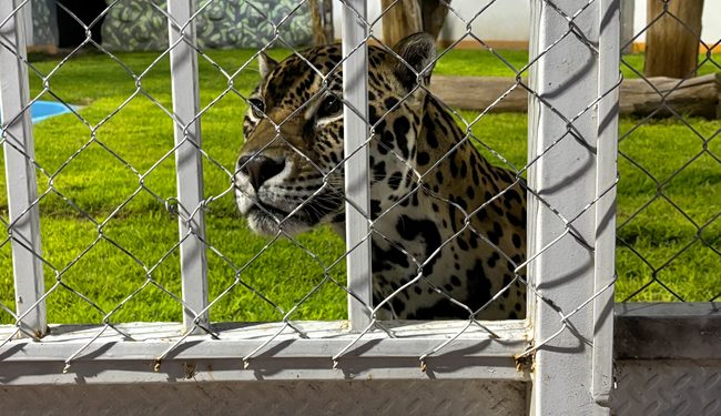 Coadyuva Profepa con FGR en cateo a domicilio con ejemplares de vida silvestre en San Luis Potosí