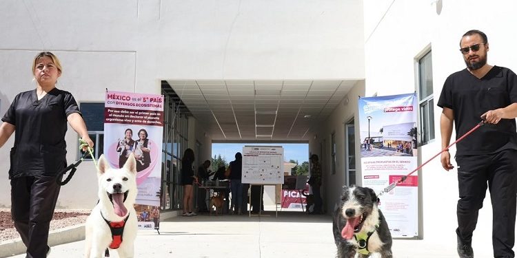 Célula de Bienestar Animal del SEDIF materializa visión animalista en el estado