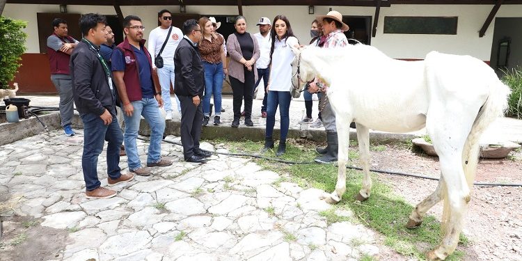 SEDIF y Fiscalía rescatan dos equinos víctimas de crueldad animal
