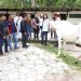 SEDIF y Fiscalía rescatan dos equinos víctimas de crueldad animal