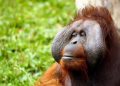 Día Mundial del Orangután