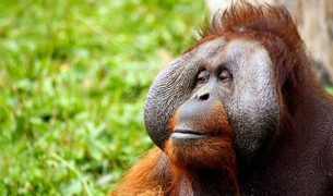 Día Mundial del Orangután
