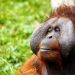 Día Mundial del Orangután