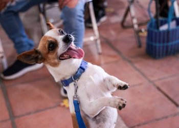 Promueven cultura de respeto y bienestar animal en San Andrés Cholula