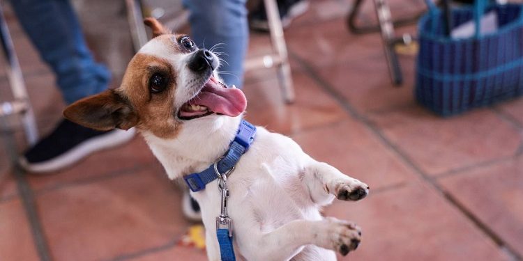 Promueven cultura de respeto y bienestar animal en San Andrés Cholula
