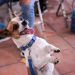 Promueven cultura de respeto y bienestar animal en San Andrés Cholula