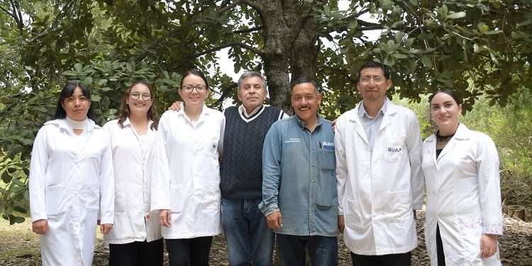 Crean nanomateriales en la BUAP para combatir plagas por gusano barrenador