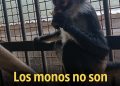 Los monos no son mascotas
