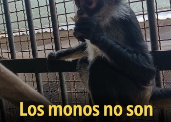 Los monos no son mascotas